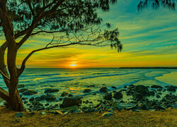 Drzewo przy kamienistej plaży w świetle zachodzącego słońca