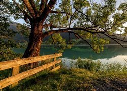 Austria, Karyntia, Gmina Weißensee, Jezioro Weißensee, Drzewo, Ogrodzenie