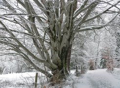 Zima, Drzewa, Droga, Ogrodzenie, Śnieg