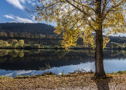 Drzewo w blasku słońca nad rzeką