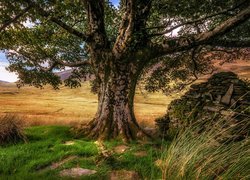 Drzewo w dolinie Nant Gwynant w północnej Walii