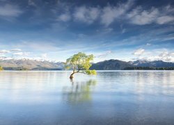 Jezioro Wanaka, Drzewo, Wyspa Południowa, Nowa Zelandia