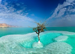 Drzewo w Morzu Martwym