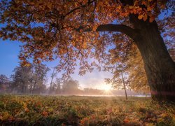 Drzewo, Promienie słońca, Mgła, Jesień