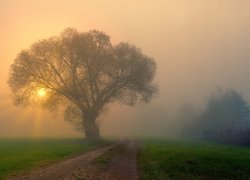 Drzewo we mgle przy drodze