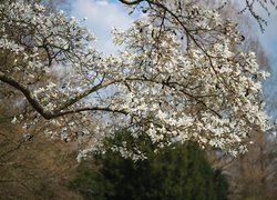 Magnolia, Białe, Kwiaty, Drzewo