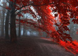 Drzewo z czerwonymi liśćmi przy drodze