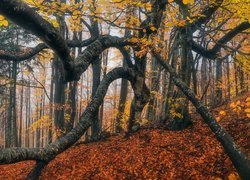 Drzewo z krzywymi konarami w jesiennym lesie