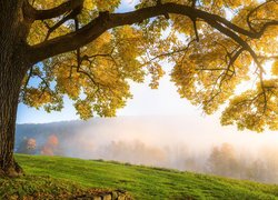 Jesień, Drzewa, Mgła, Trawa