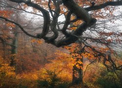 Jesień, Las, Drzewa, Konary, Pożółkłe, Liście