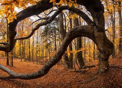 Drzewo z wygiętymi konarami w jesiennym lesie