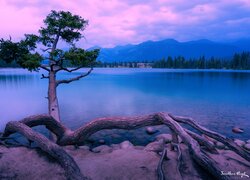 Drzewo z wystającymi korzeniami nad jeziorem Maligne Lake