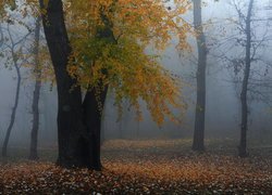 Las, Drzewo, Jesień, Mgła