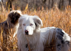 Trawa,  Owczarki australijskie - australian shepherd