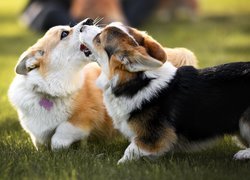 Dwa, Psy, Zabawa, Welsh corgi cardigan, Trawa