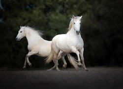 Dwa, Białe, Konie