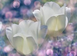 Białe, Tulipany, Bokeh