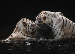 Białe, Tygrysy, Woda