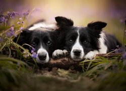 Dwa biało-czarne border collie