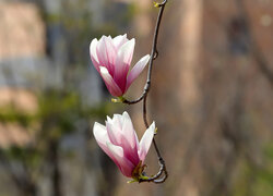 Dwa biało-różowe kwiaty magnolii na gałązce