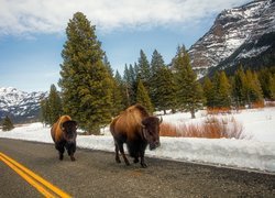Dwa bizony na drodze