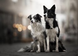 Dwa, Psy, Border collie, Rozmyte, Tło