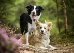 Dwa border collie na leśnej ścieżce