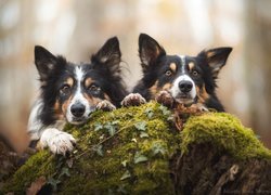 Dwa border collie na omszałym kamieniu