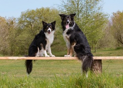 Dwa, Psy, Border collie