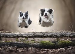 Dwa, Biegnące, Psy, Border collie, Poprzeczka, Skok