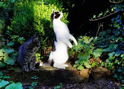 Dwa ciekawskie koty w ogrodzie