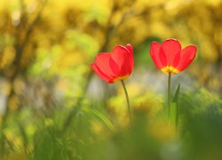 Tulipany, Czerwone, Dwa, Kwiaty