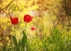 Dwa czerwone tulipany w trawie