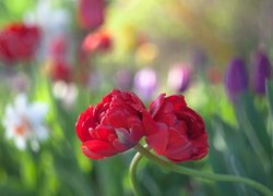 Dwa czerwone tulipany w zbliżeniu