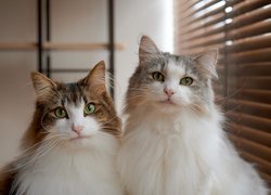 Dwa długowłose zielonookie koty