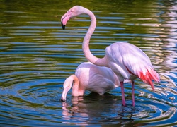 Dwa flamingi w wodzie