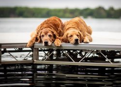 Dwa golden retrievery leżące na pomoście