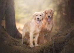 Psy, Golden retriever, Ściółka, Drzewa