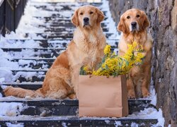 Dwa golden retrievery na ośnieżonych schodach