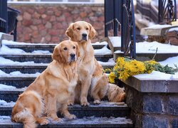 Dwa golden retrievery na schodach