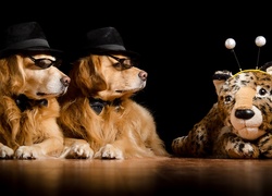 Dwa, Psy, Golden retriever, Maskotka