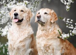 Psy, Golden retriever, Dwa, Gałązki, Kwiaty