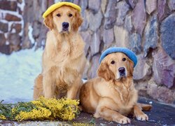 Dwa golden retrievery w beretach obok gałązek akacji srebrzystej