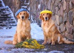 Psy, Golden retrievery, Berety, Gałązki, Akacja srebrzysta