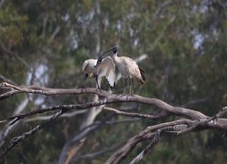 Dwa ibisy czarnopióre