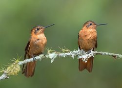 Dwa, Ptaki, Kolibry, Iskrzyki płomienne, Gałązka