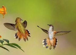 Dwa kolibry fruną do kwiatów