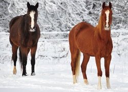Dwa konie na tle ośnieżonych gałęzi
