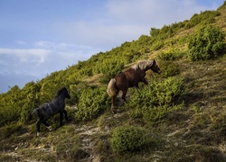 Dwa konie na zboczu góry porośniętej zielenią