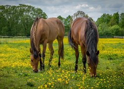 Dwa konie pasące się na kwiecistej łące